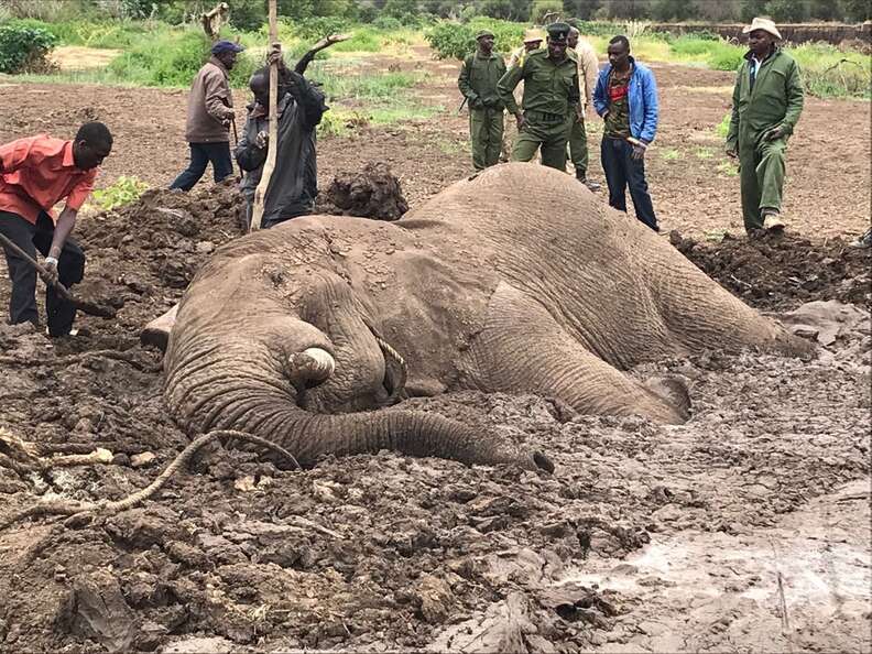 Bull elephant stuck in mud