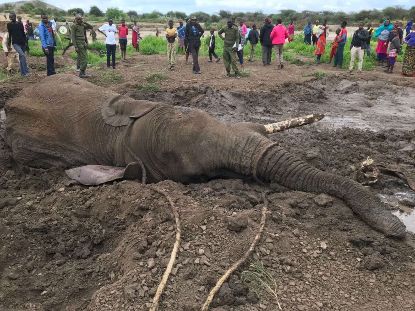 Rescuers Work To Free Wild Elephant Trapped In Mud - The Dodo