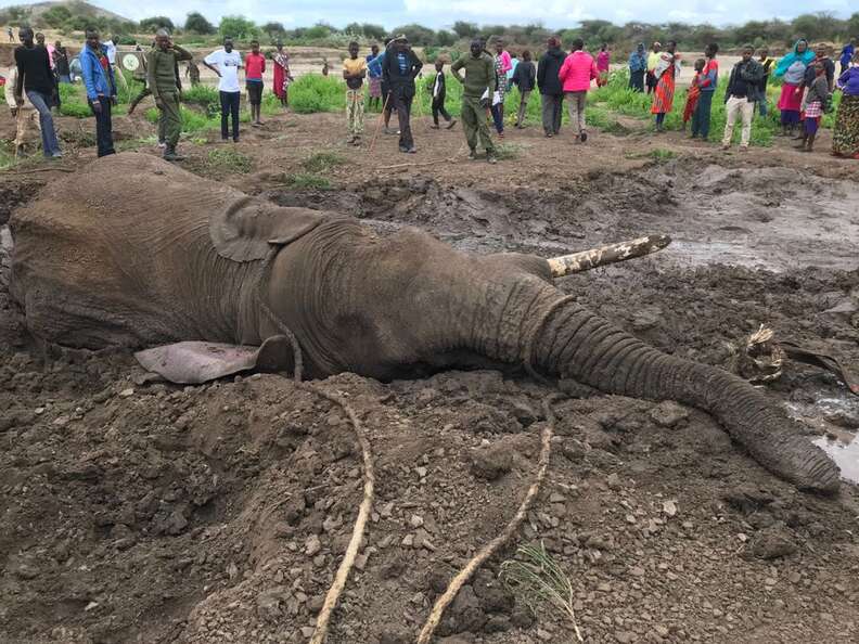 Bull Elephant Stuck In Mud
