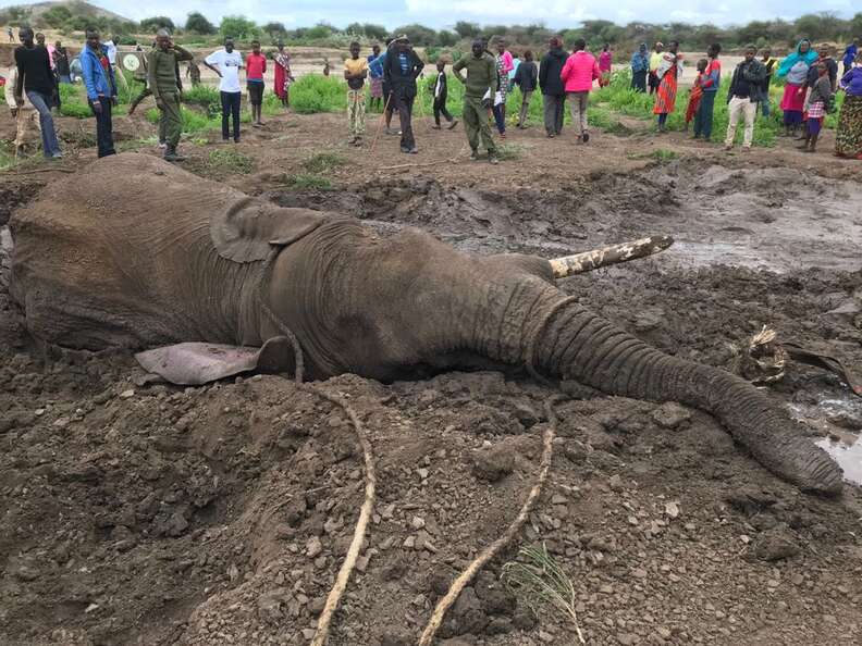 Bull elephant stuck in mud