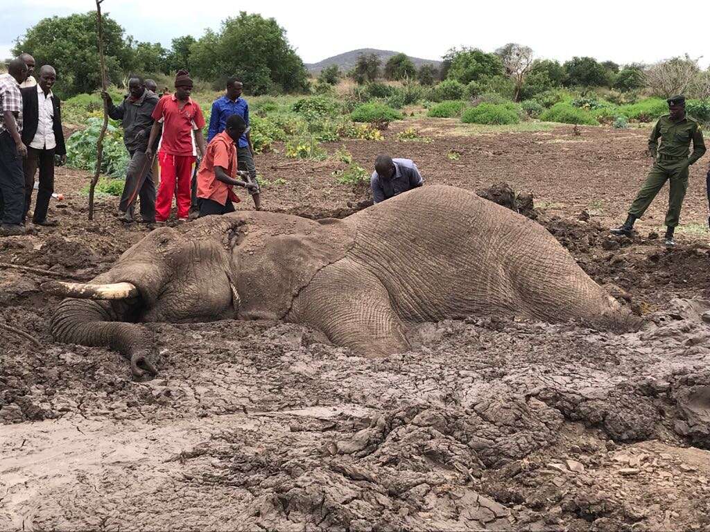 Bull elephant stuck in mud