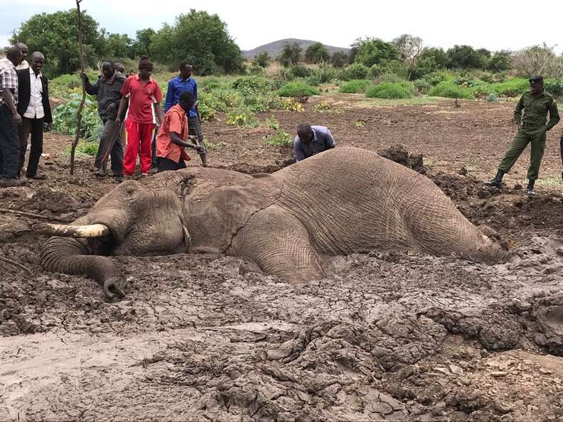 Bull elephant stuck in mud