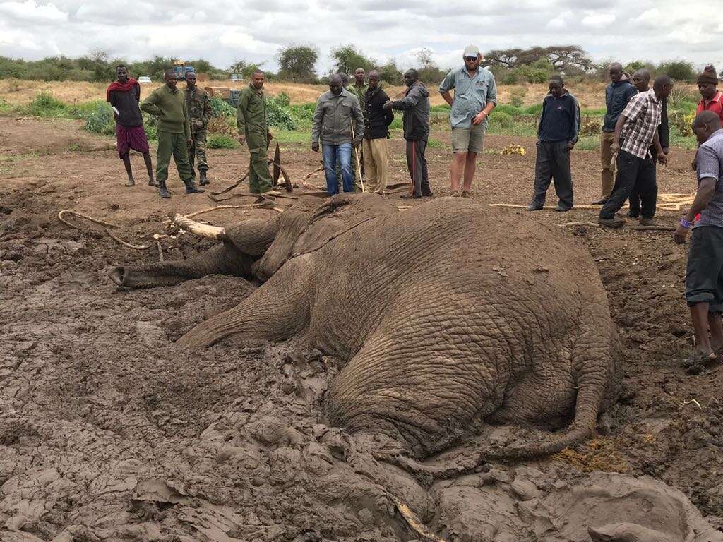 Bull elephant stuck in mud
