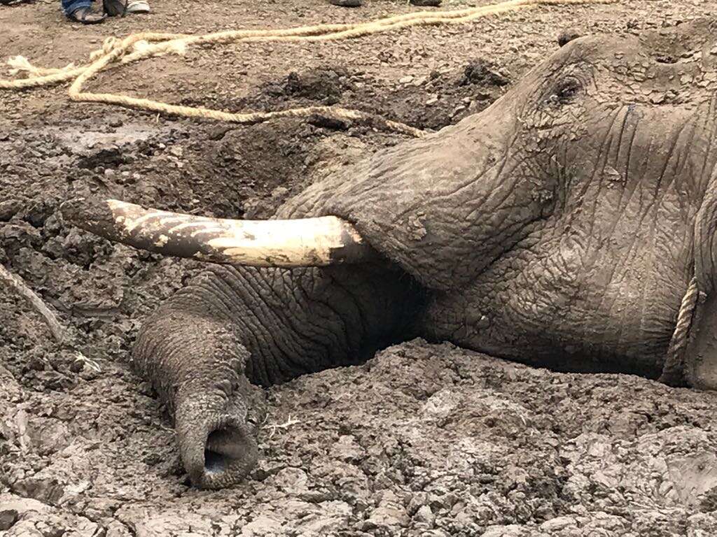 Elephant trapped in mud