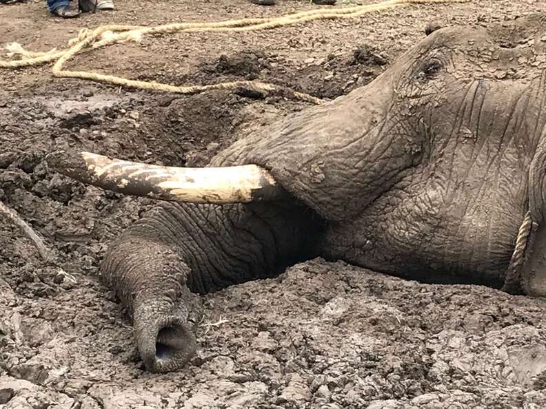 Elephant Trapped In Mud