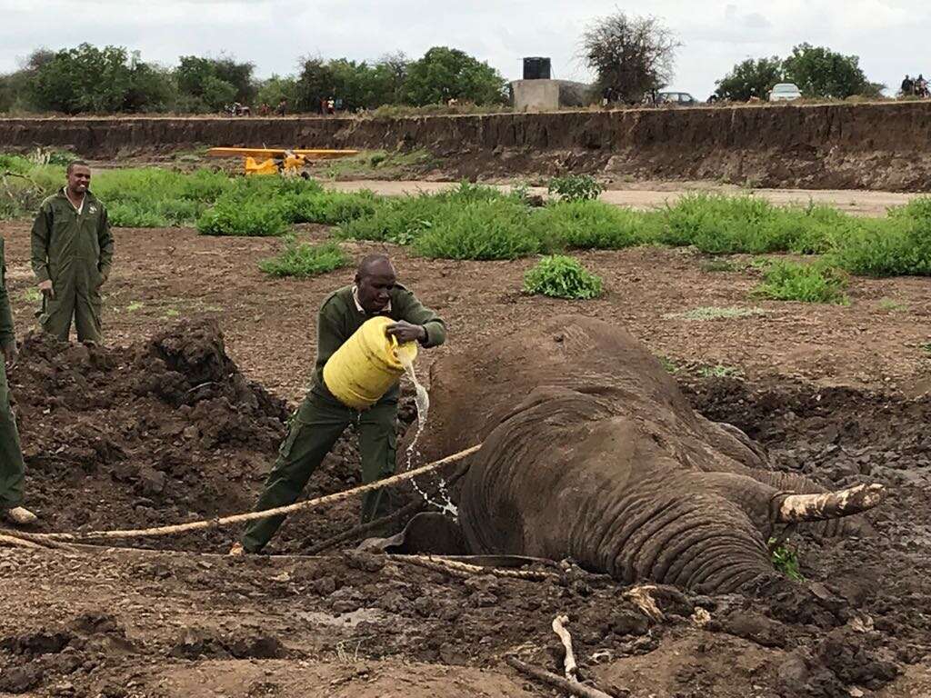 Rescuers pouring water on elephant trapped in mud