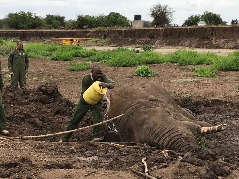 Rescuers Pouring Water On Elephant Trapped In Mud