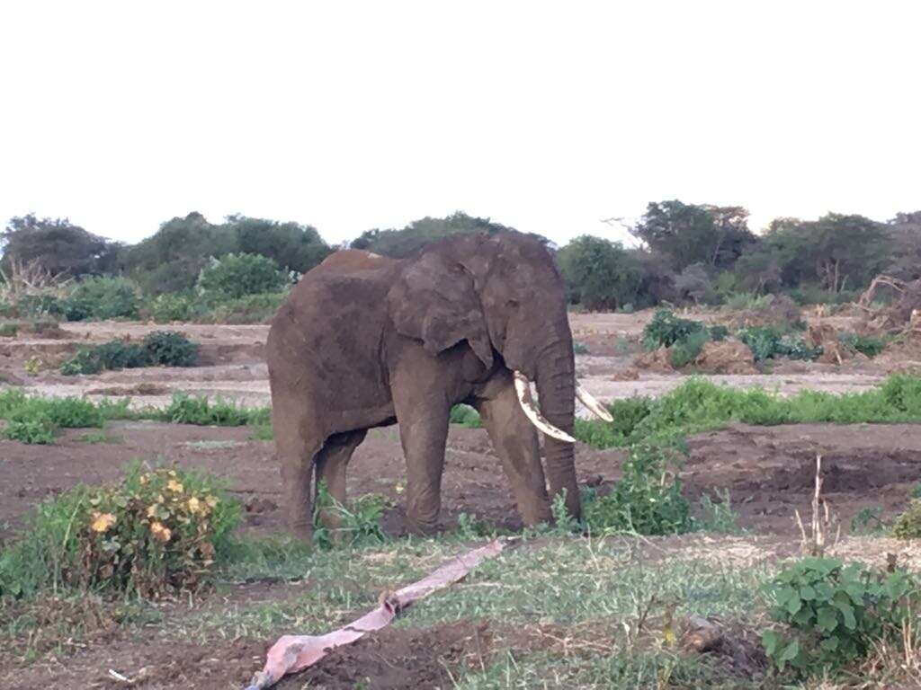 Rescued elephant standing up in Kenyan bush