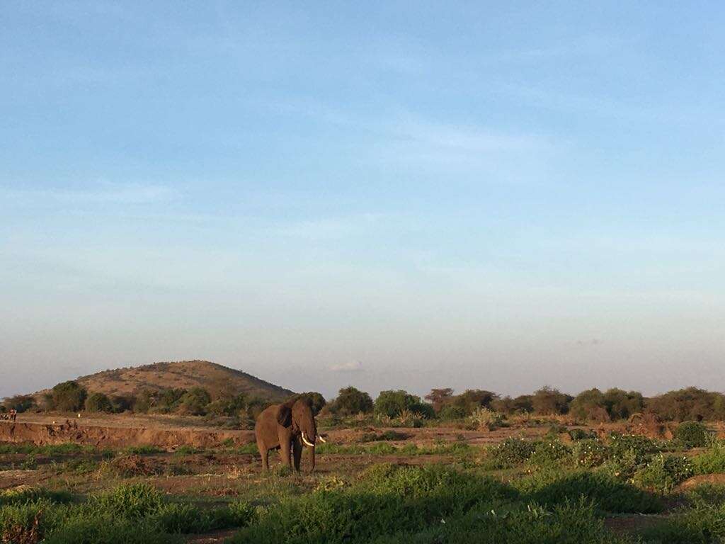 Bull elephant in Kenya