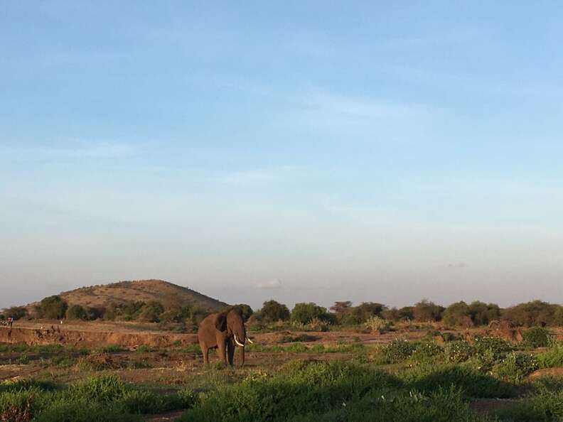 Bull elephant in Kenya