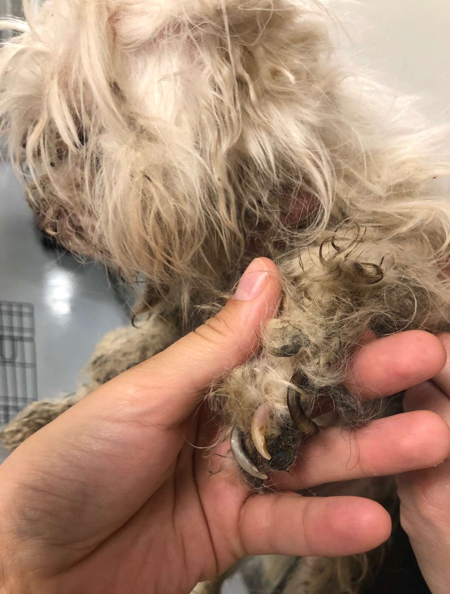 Astrid the matted dog's overgrown nails