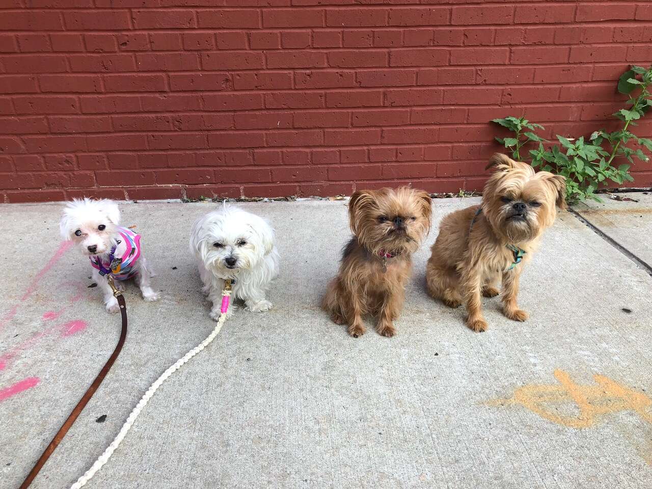 Astrid and her three rescue dog friends at her foster home