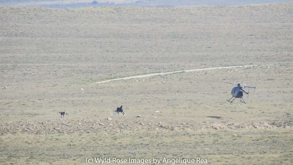 Helicopter chasing horse and baby foal