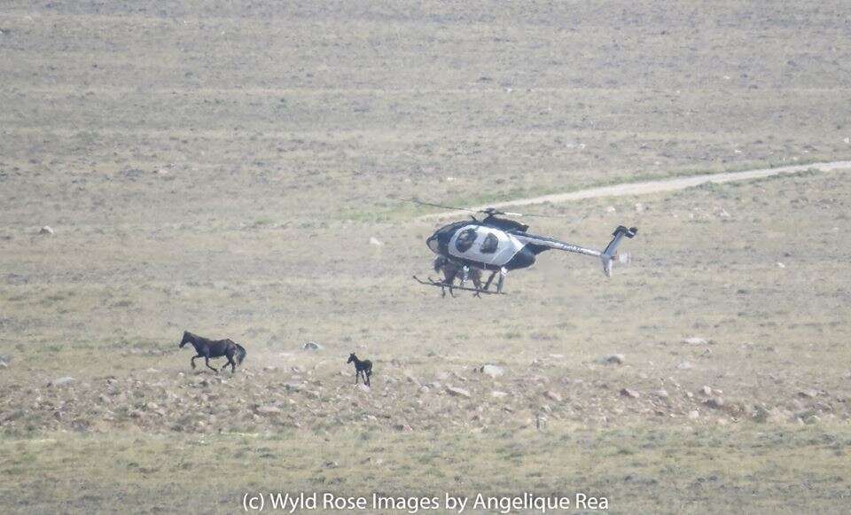 Helicopter chasing mare and baby horse