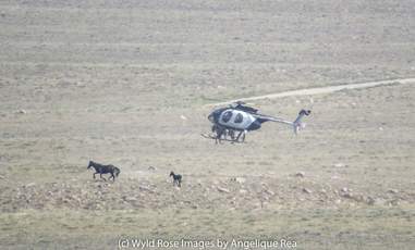Helicopter chasing mare and baby horse