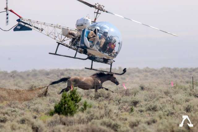 Helicopters rounding up wild horses