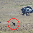 Helicopter chasing mare and baby foal