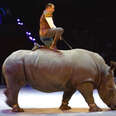 circus rhino cruelty