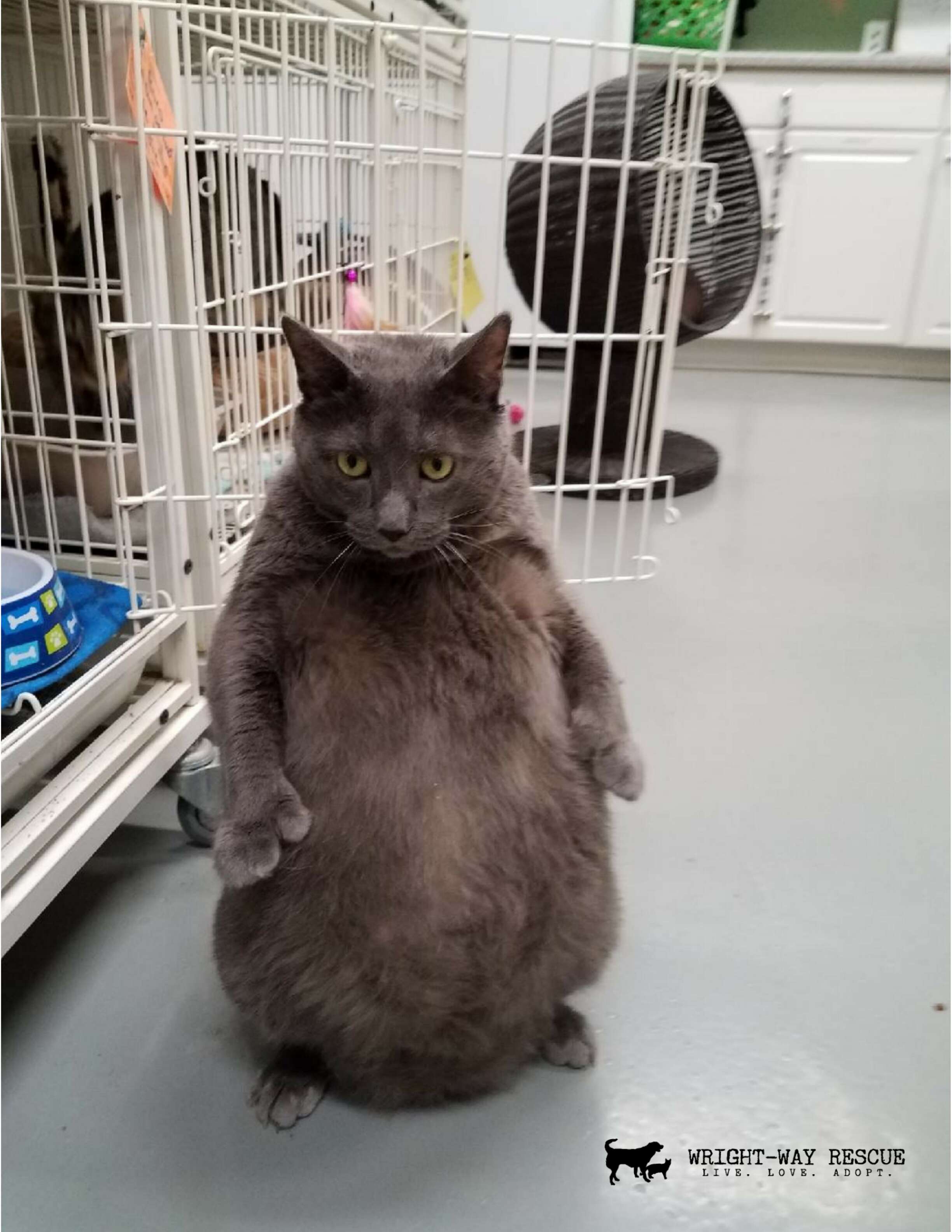 cat stands on hind legs and poses