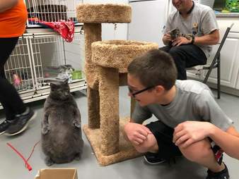 cat loves to stand on hind legs and pose