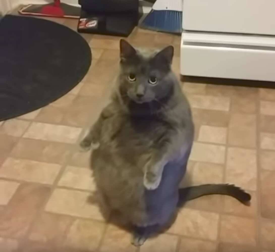 Chubby Shelter Cat Loves To Stand Like A Person To Beg For Treats - The ...