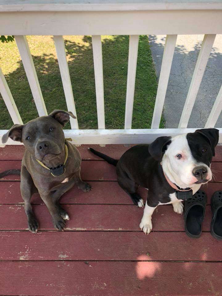 Pit bull puppies sitting on deck of porch