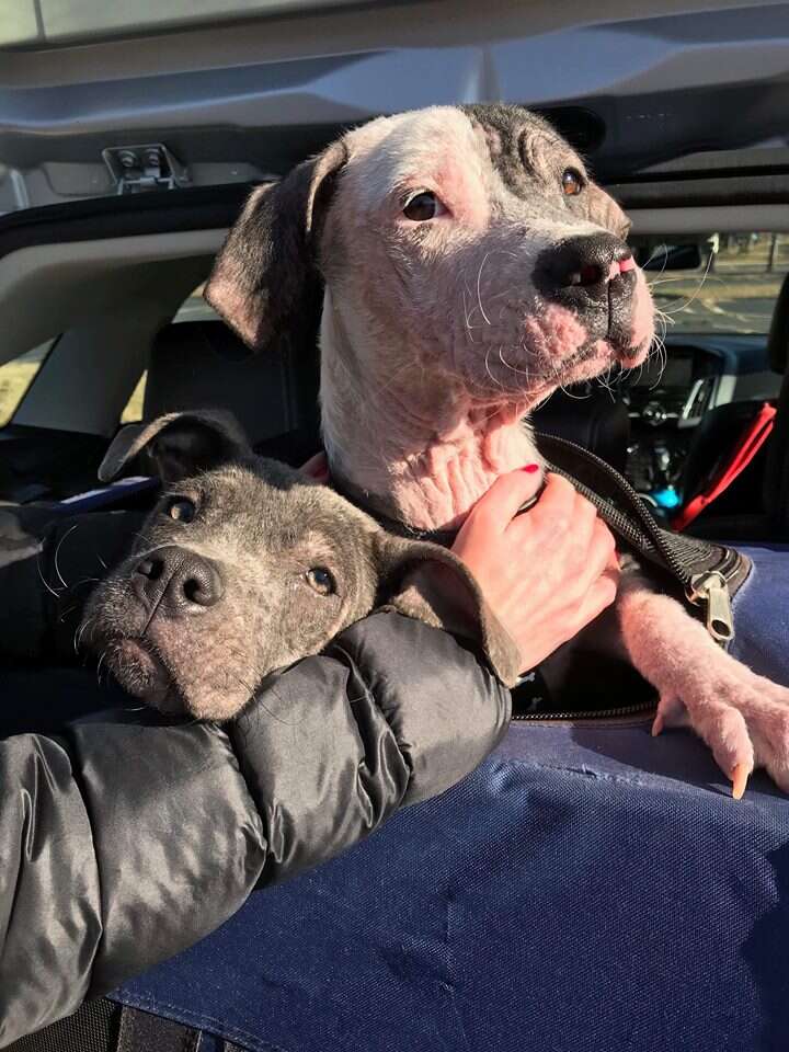 Dog with manges getting into SUV