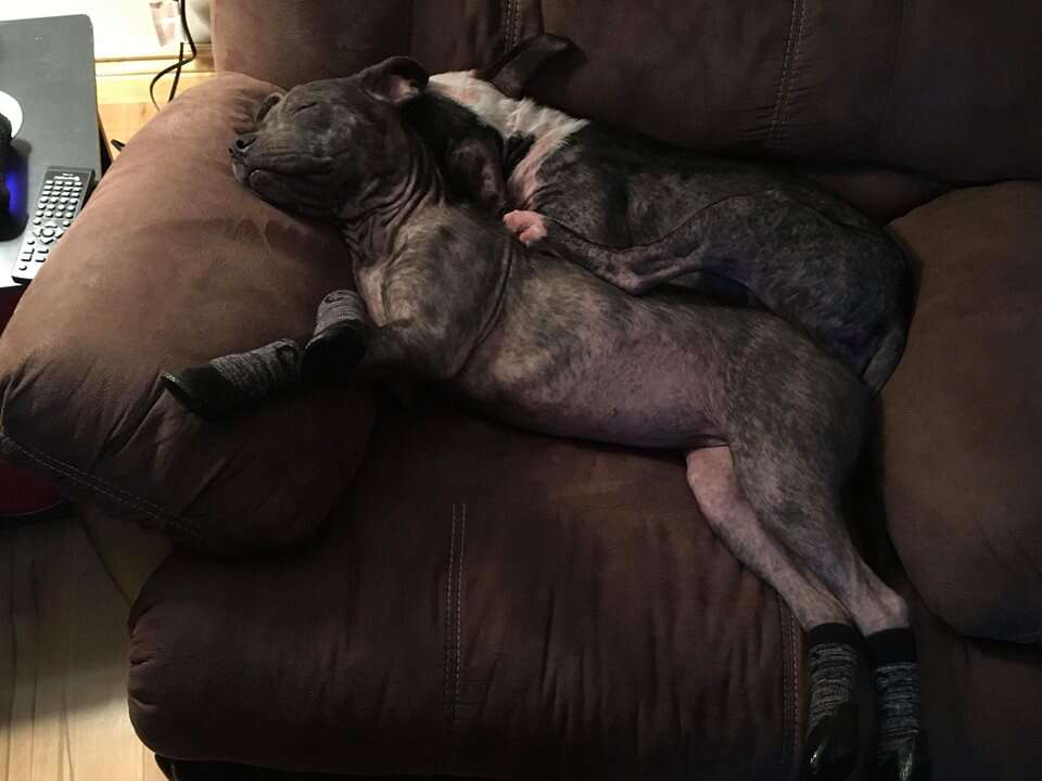 Pit bulls cuddling together on the couch
