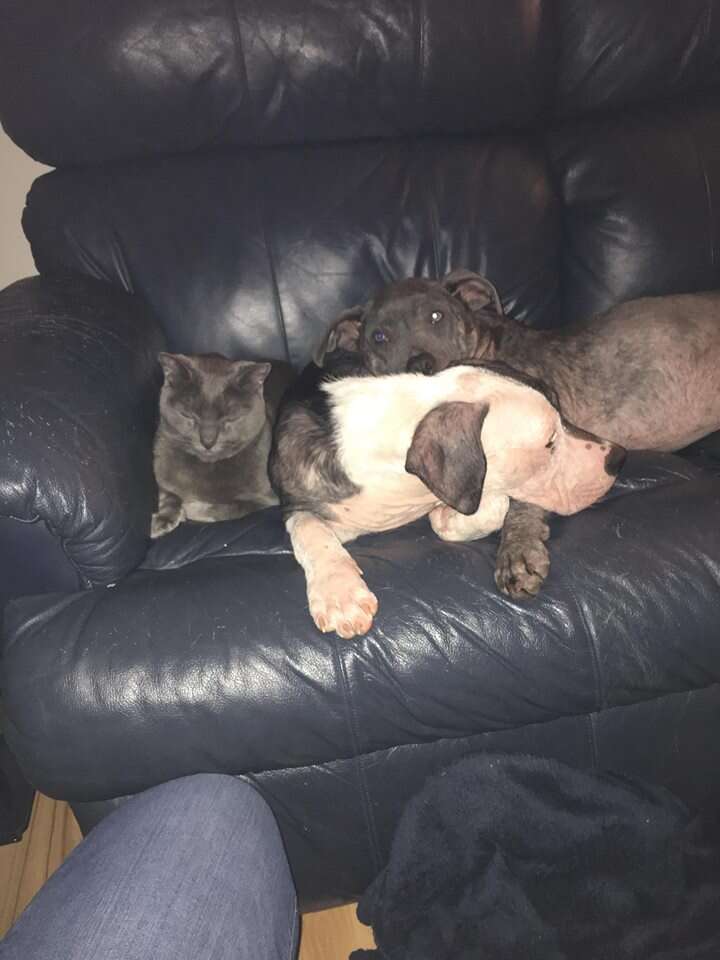 Dogs and cat on couch together