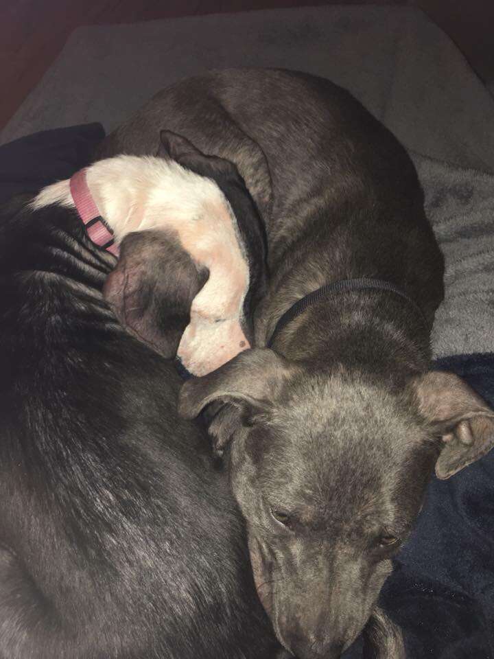 Pit bulls cuddling together
