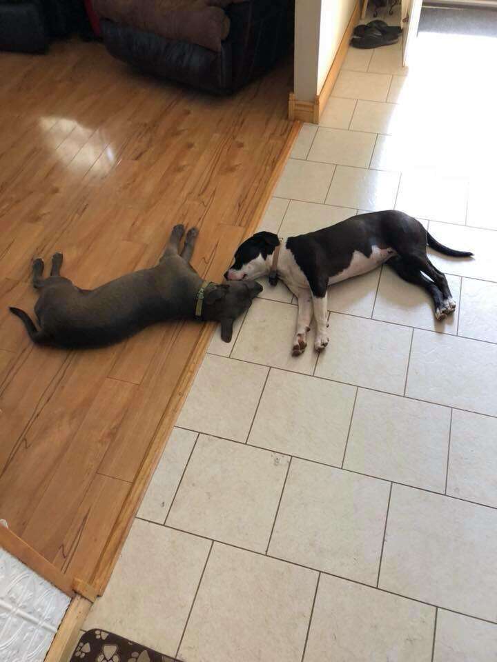 Pit bulls sleeping on floor with their heads close together