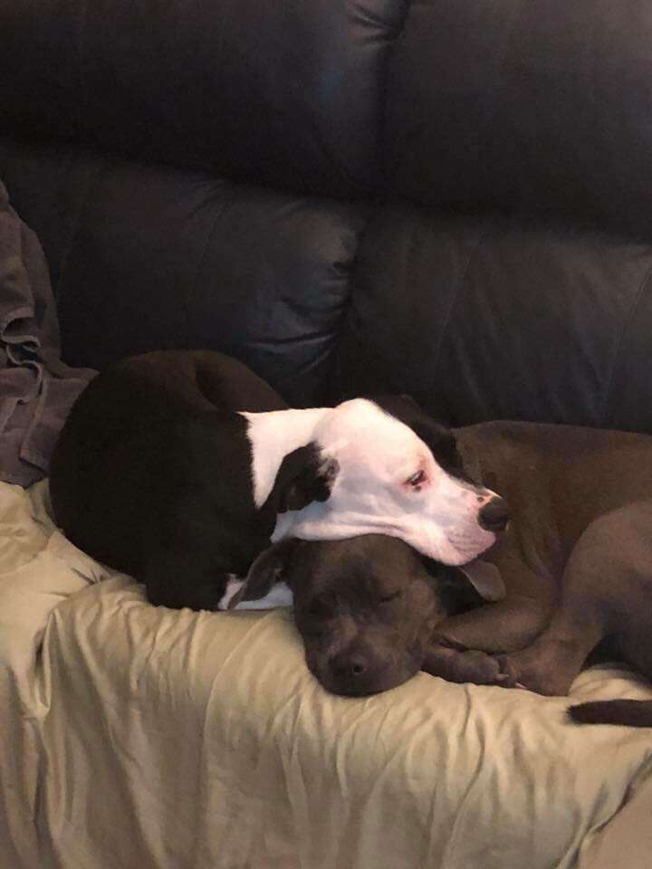 Pit bulls cuddling together on couch