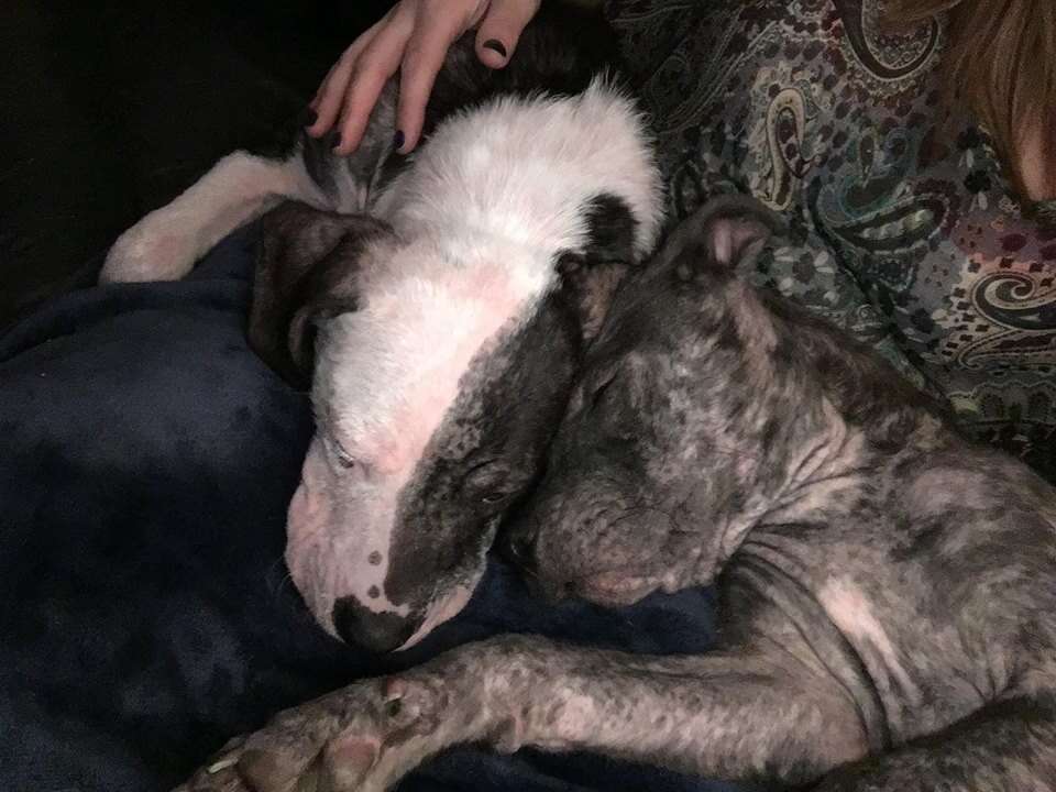 Dog cuddling together on woman's lap