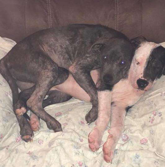Bonded dogs cuddling together on couch
