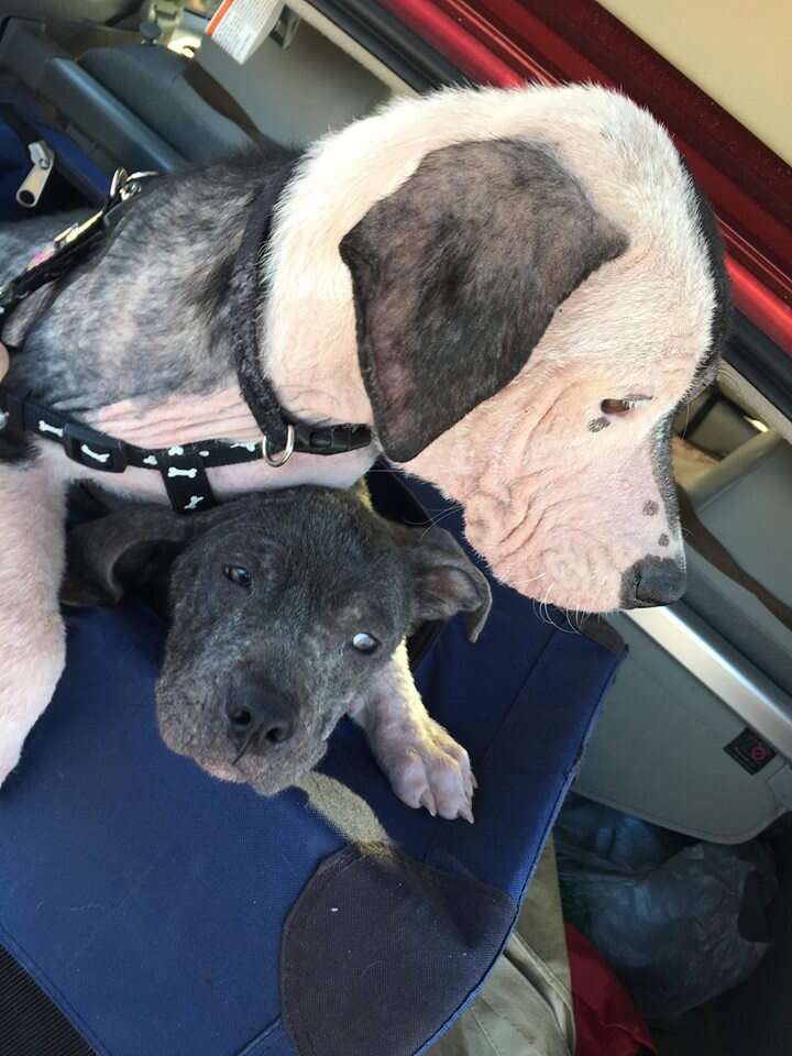 Pit bulls with heads together on woman's lap