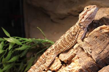 bearded dragon rescue england