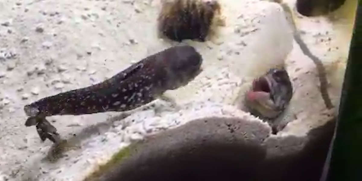 Fish Have The Funniest Fight Ever - Videos - The Dodo