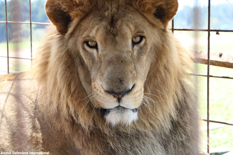 Closeup of rescued male lion