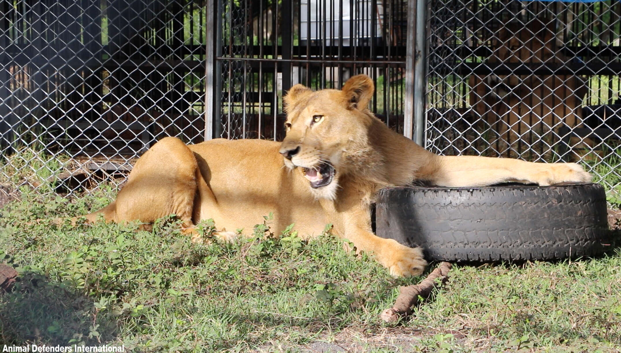 Rescued circus lion playing with tire