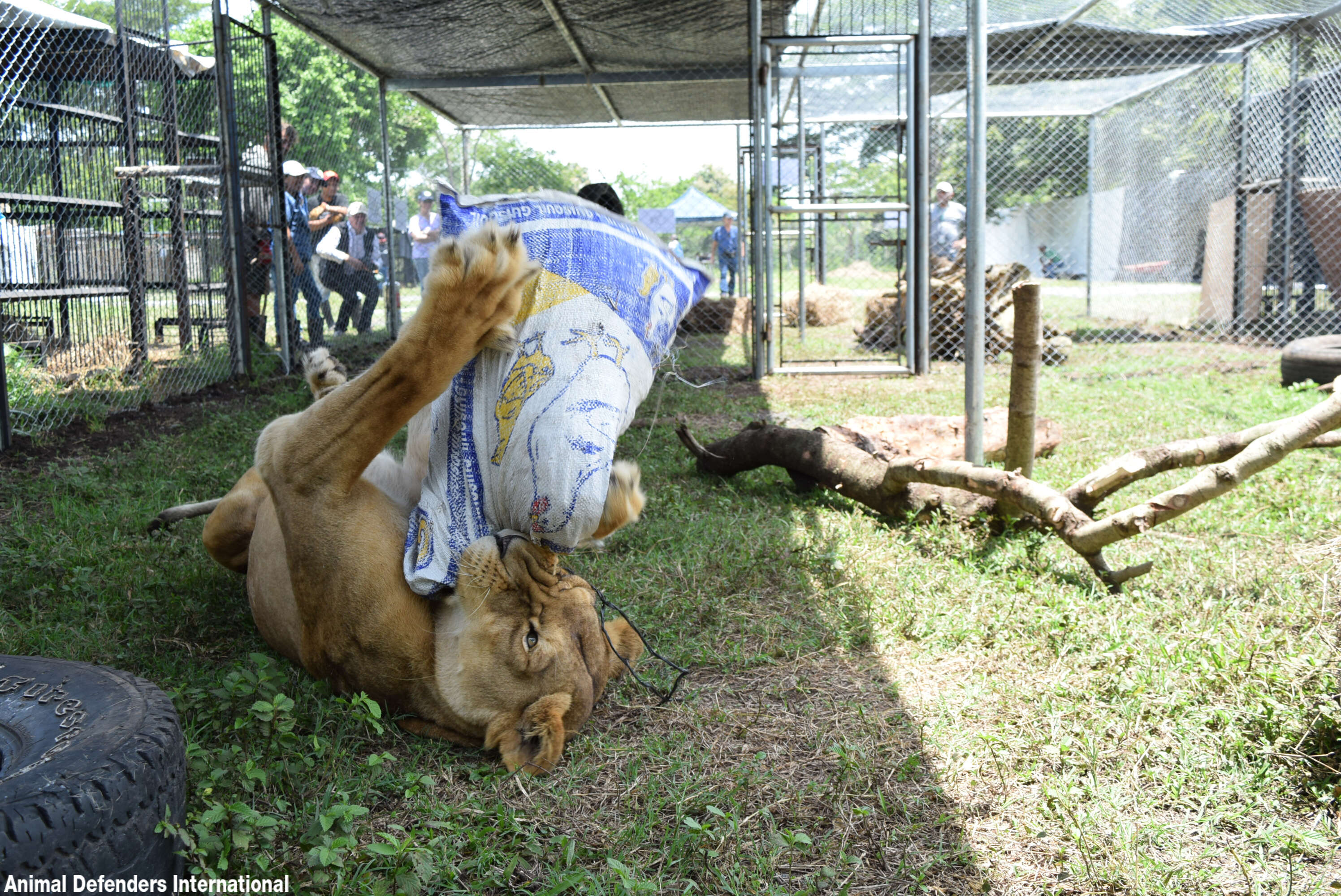 Lion playing with toy in new enclosure