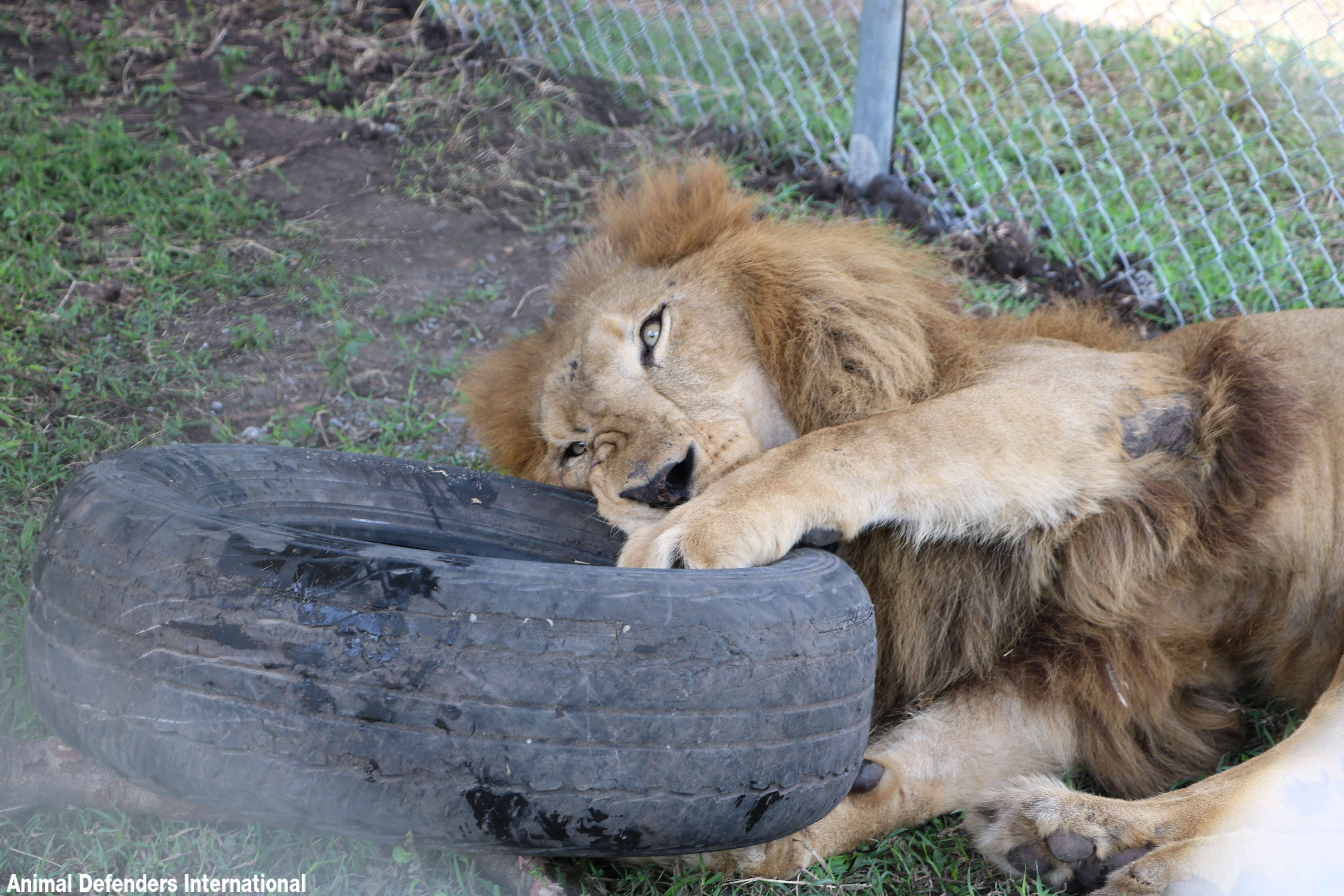Rescued lion playing with tire in new enclosure