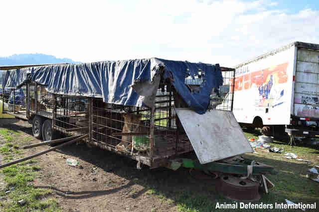 Circus lions kept in tiny cages