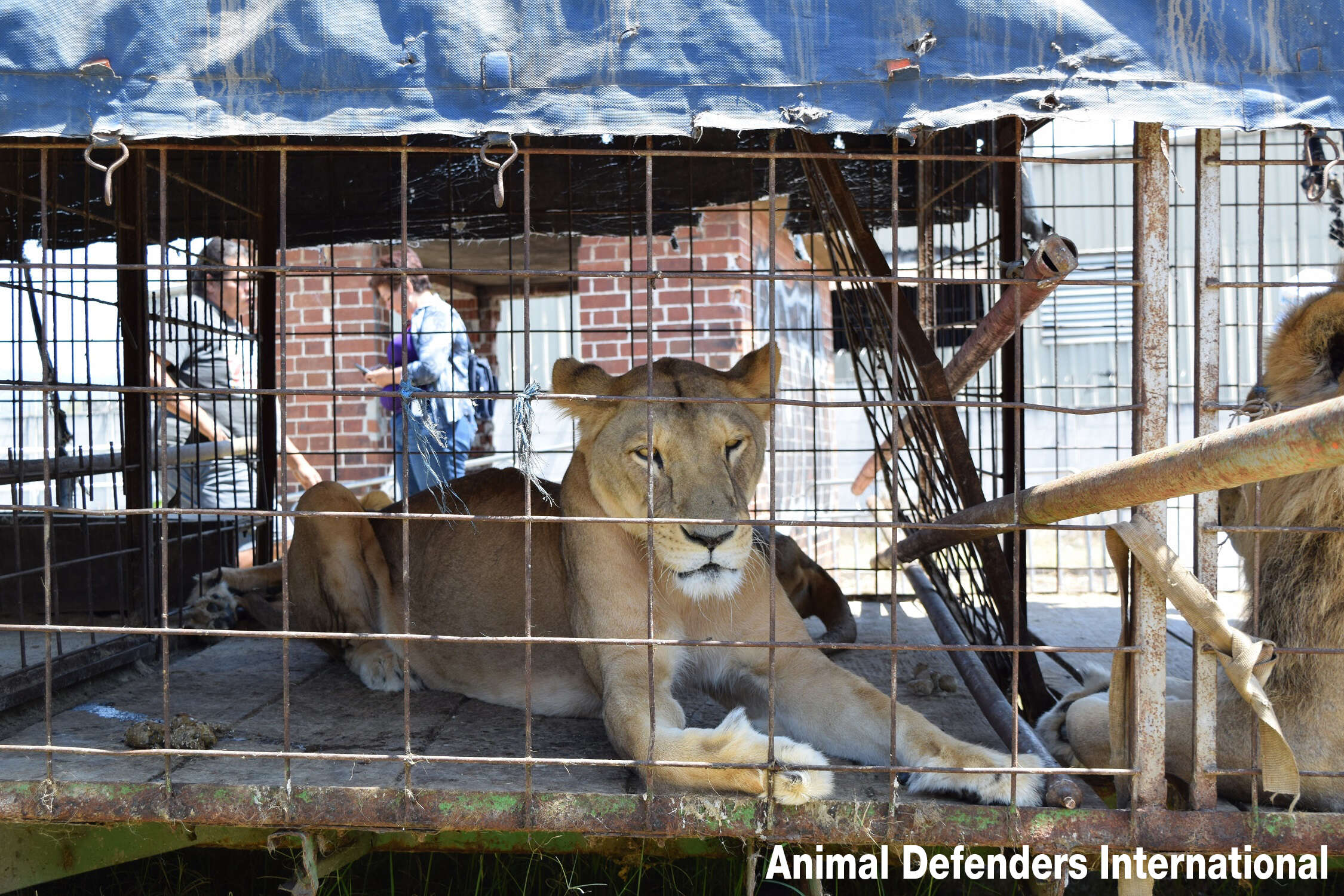Circus lion stuck in tiny cage