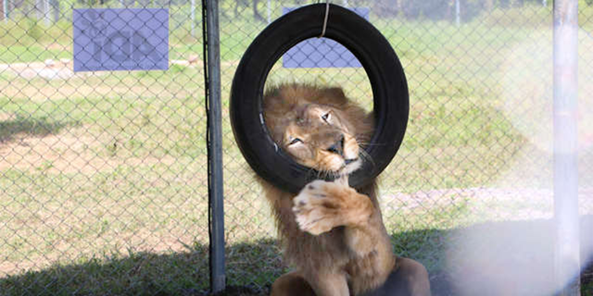 Former Circus Lions Enjoy New Enclosures In Guatemala The Dodo