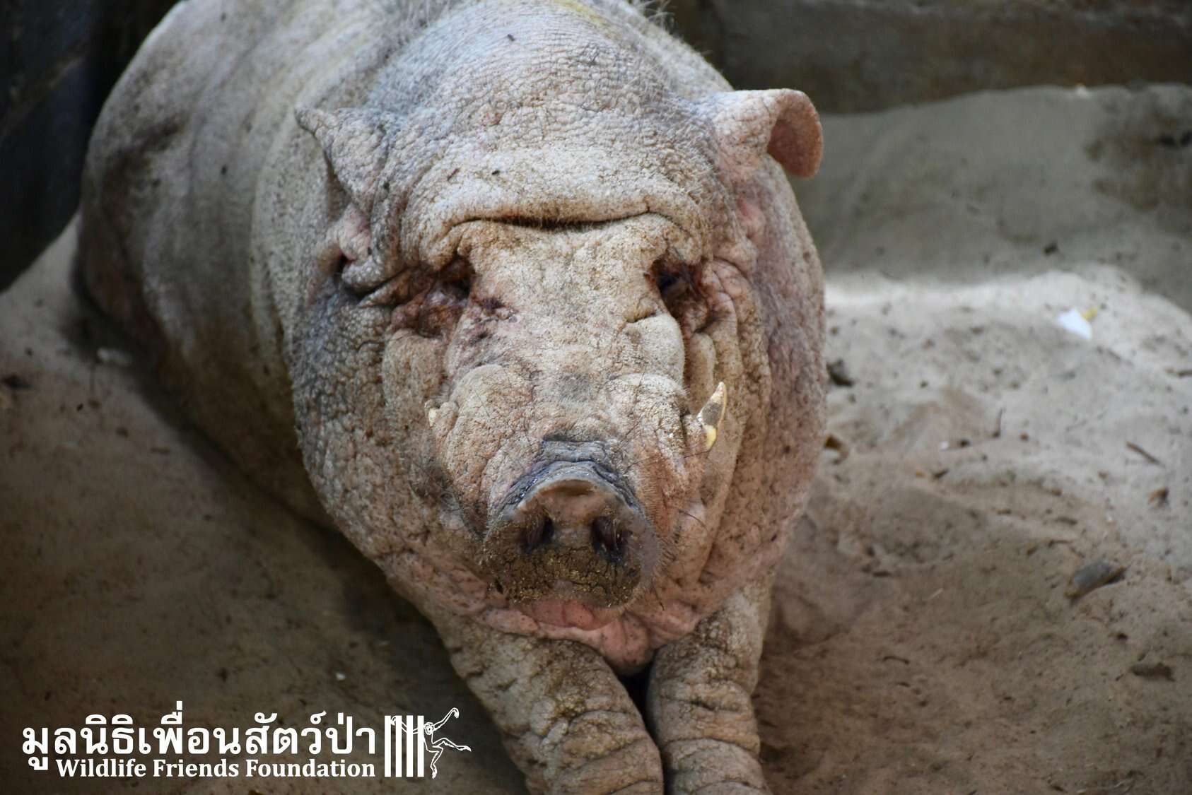 wild boar rescue thailand