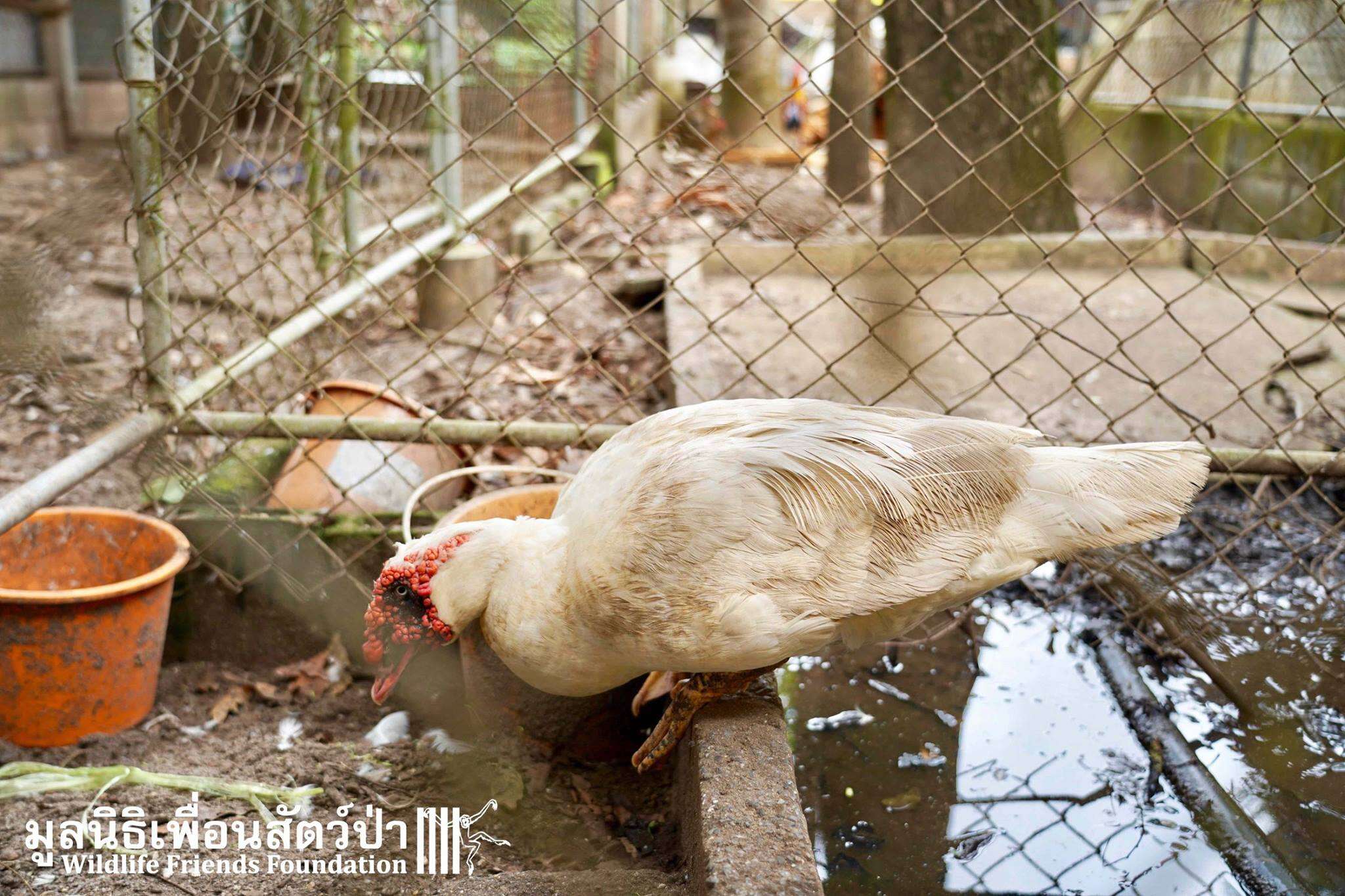 bird rescue thailand