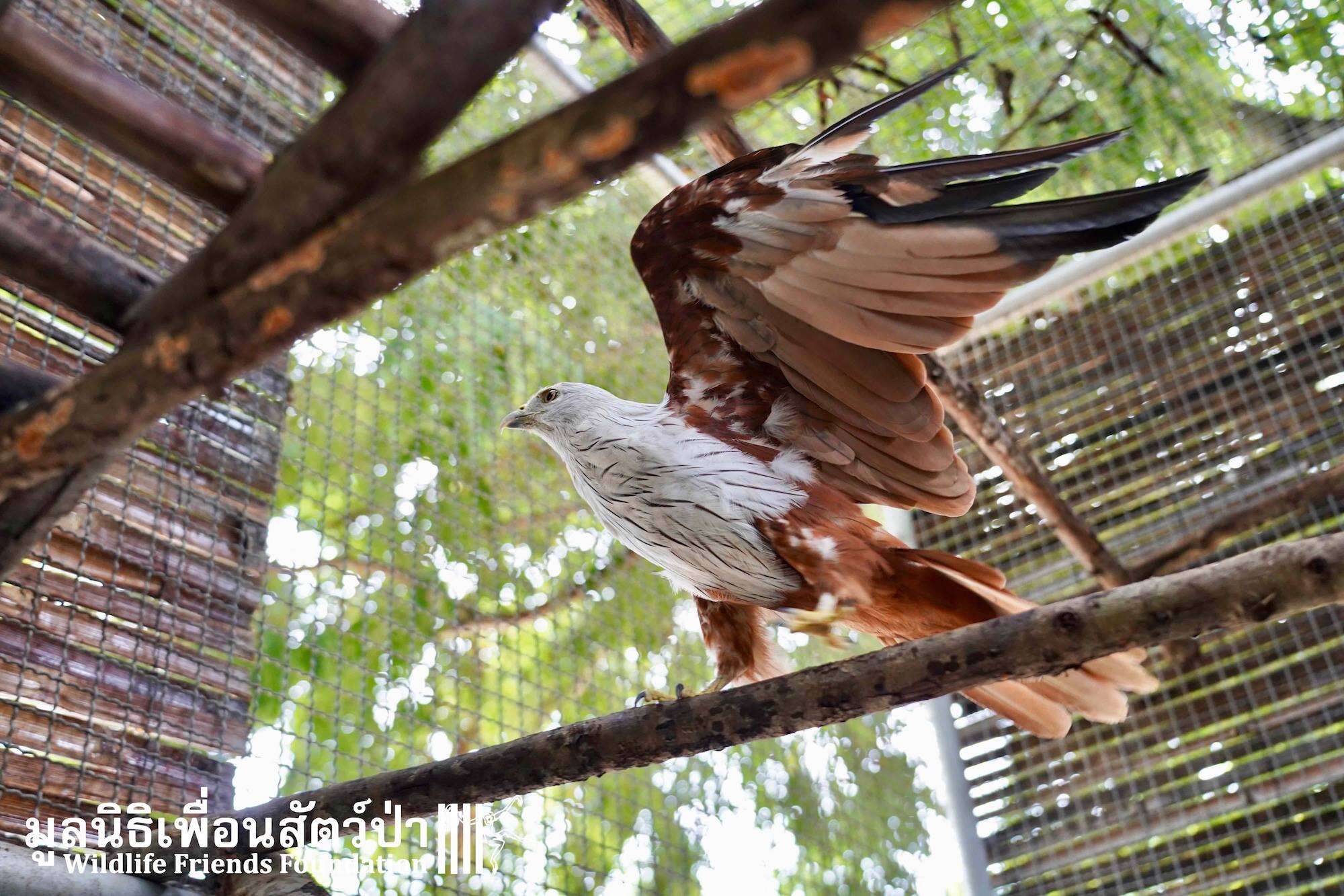 bird rescue thailand