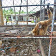 monkey rescue thailand 