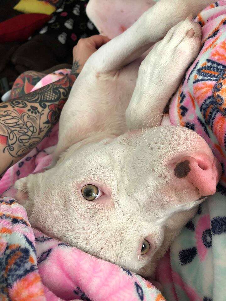 Rescued dog lying upside down in bed