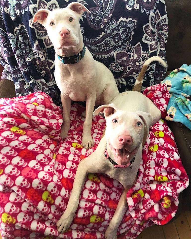 Happy looking dogs lying on blankets